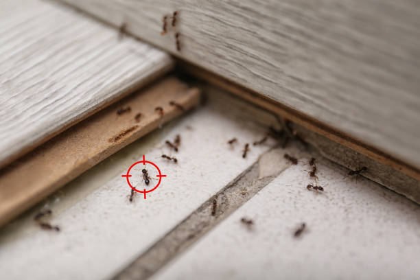 Best Mosquito Control Services  in Oskaloosa, KS